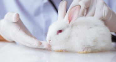 Jak používat gamavit pro králíky